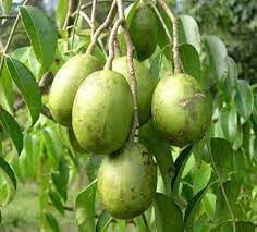 Mature Spondias Tree Growing in Warm Climate Garden