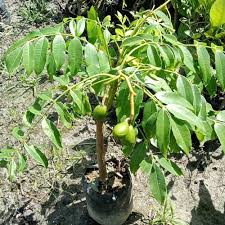 Spondias Tree with Developing Tropical Fruit