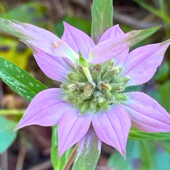Purple Monarda flower seeds