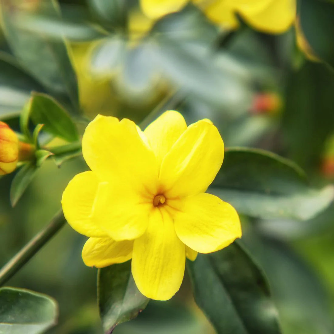 Yellow Jasminum flower seeds
