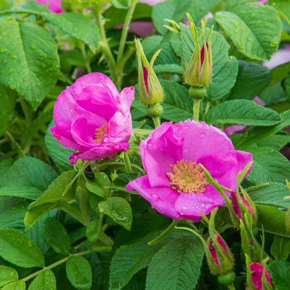 Kartoffelrose flower seeds