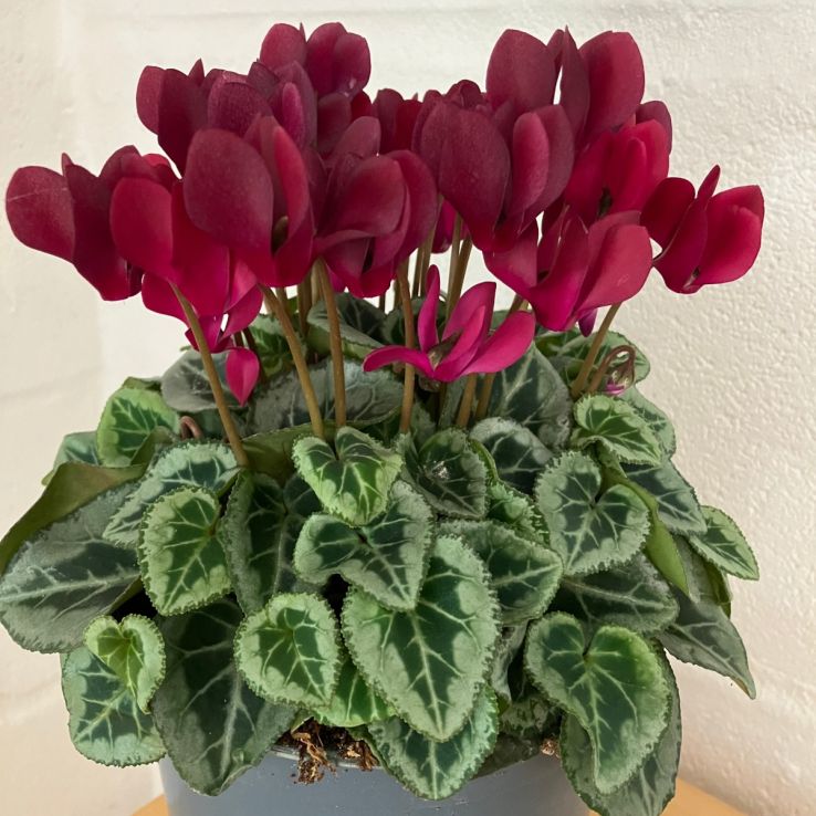 Burgundy Cyclamen flower seeds