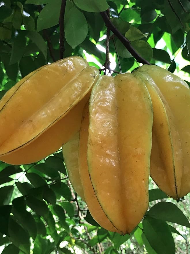 Star Fruit Averrhoa carambola Seeds for Planting – Tropical Fruit Tree Seeds