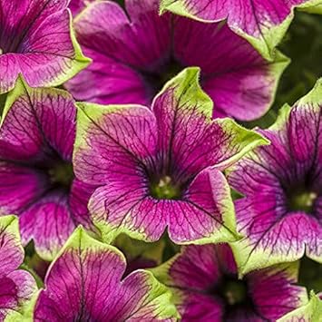 Pink Star flower seeds