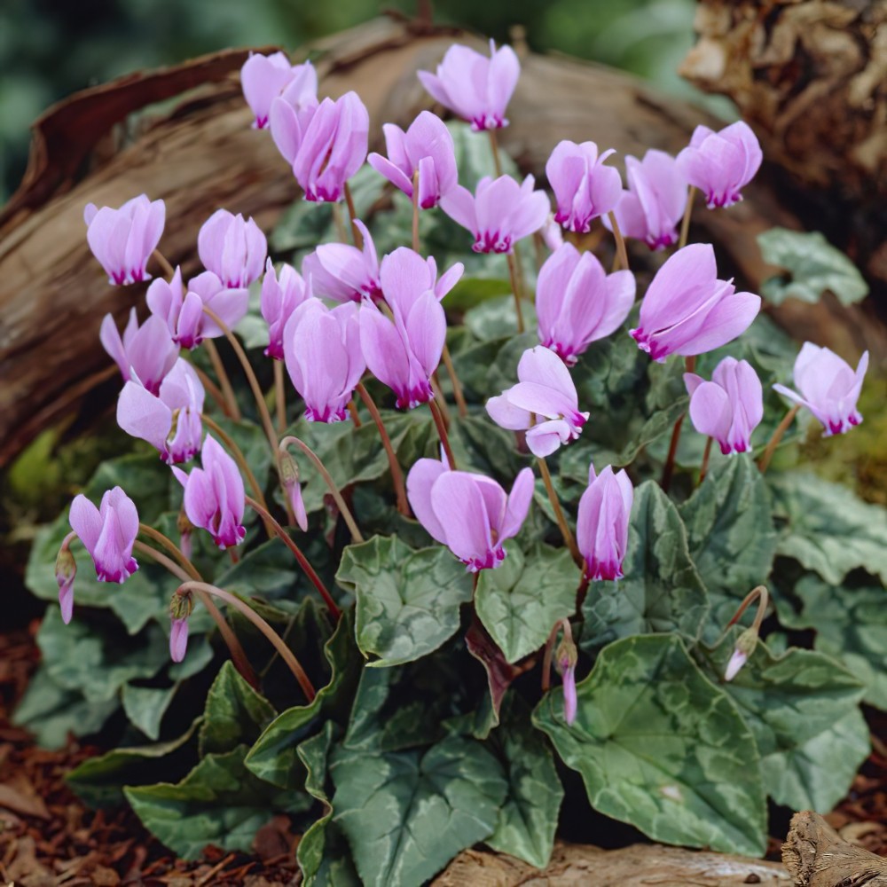 Purple White flower seeds