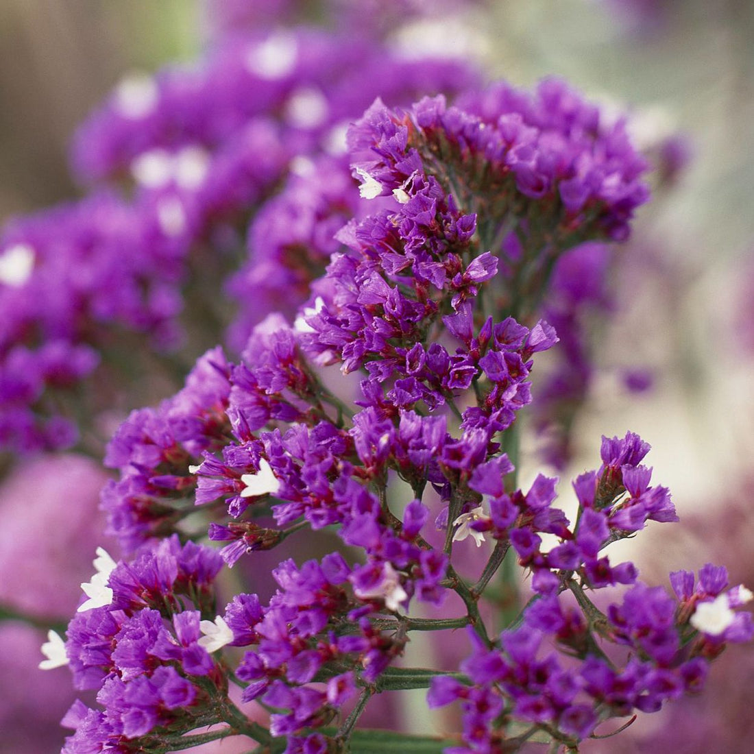 Statice flower seeds