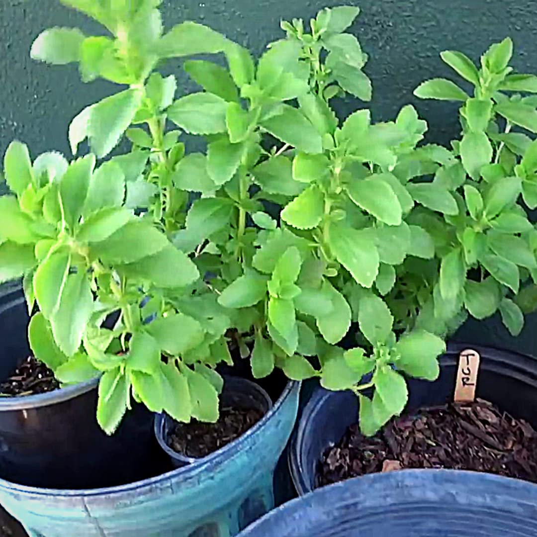 Stevia Herb Seeds for Planting – Heirloom Non-GMO Garden Seeds