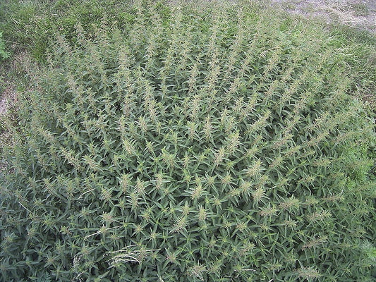 Stinging Nettle Herb Seeds for Planting – Heirloom Non-GMO Garden Seeds