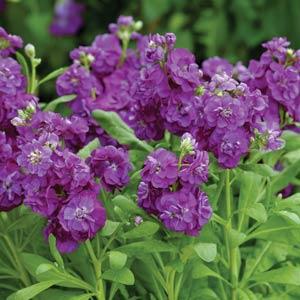 Matthiola Incana flower seeds