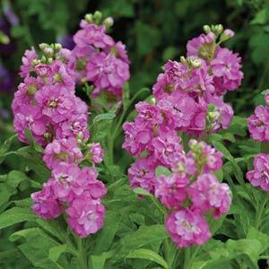 Pink Matthiola flower seeds