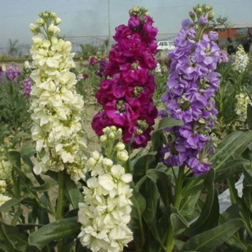 Matthiola Incana flower seeds