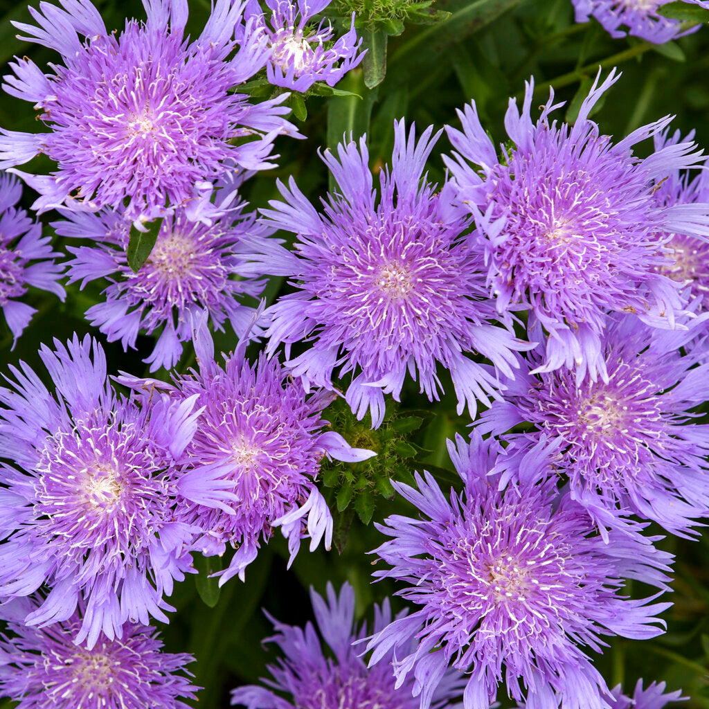 Stoke'S Aster flower seeds
