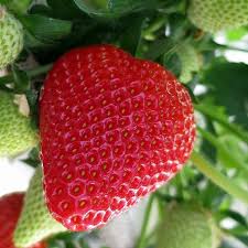 Giant Strawberry Fragaria × ananassa Fruit Seeds for Planting