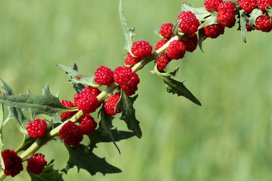 strawberry sticks seeds