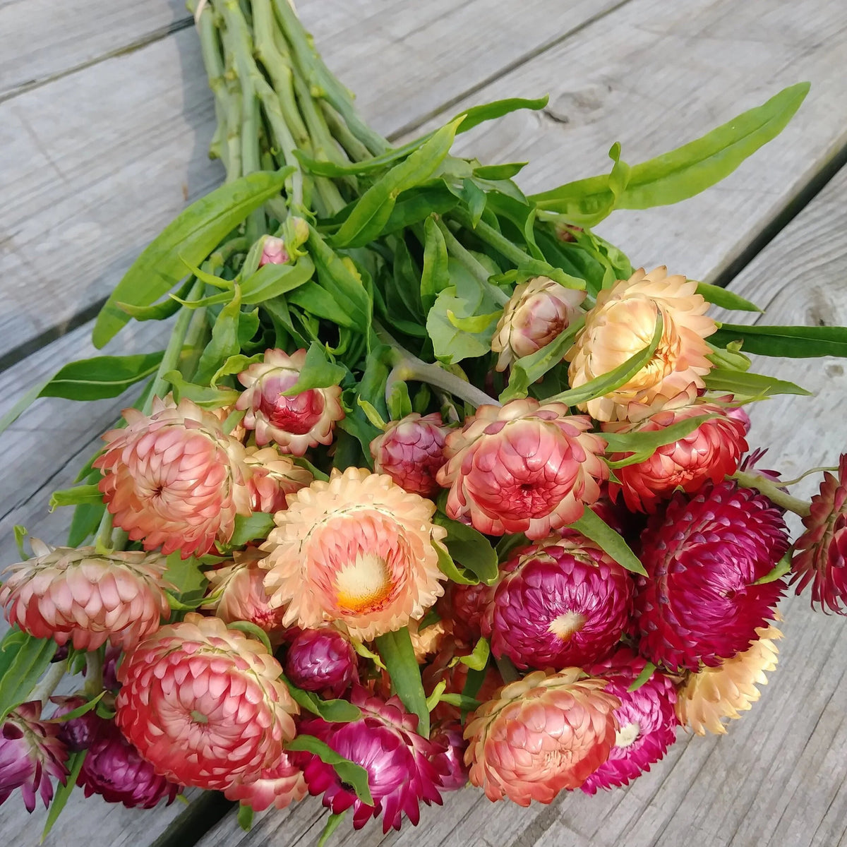 Strawflower Mix Flower Seeds for Planting with colorful papery blooms in a sunny garden