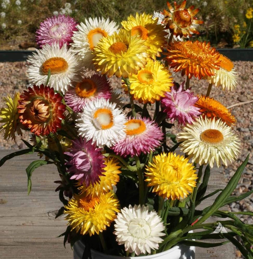 Strawflower Mix Flower Seeds for Planting with colorful papery blooms in a sunny garden