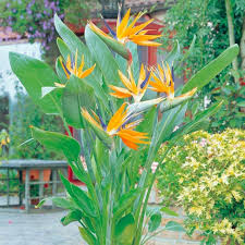 Strelitzia Flowers for Cut Flower Arrangements