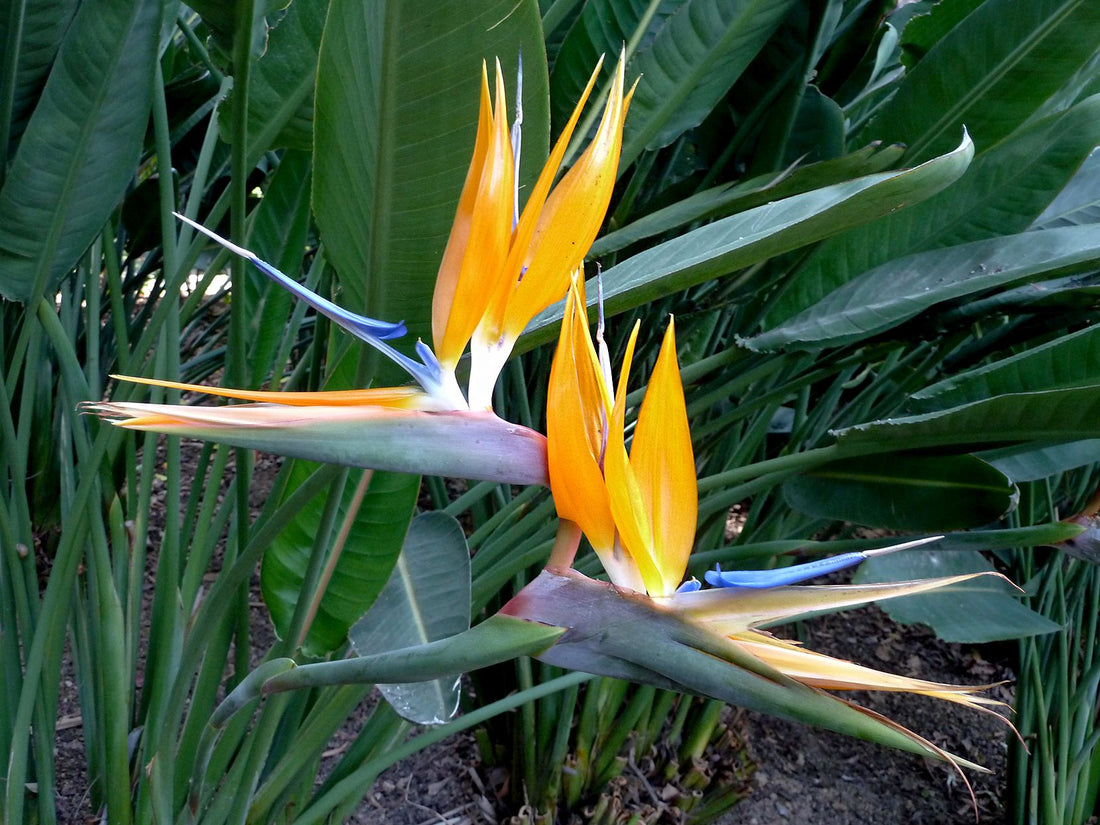 Strelitzia flower seeds