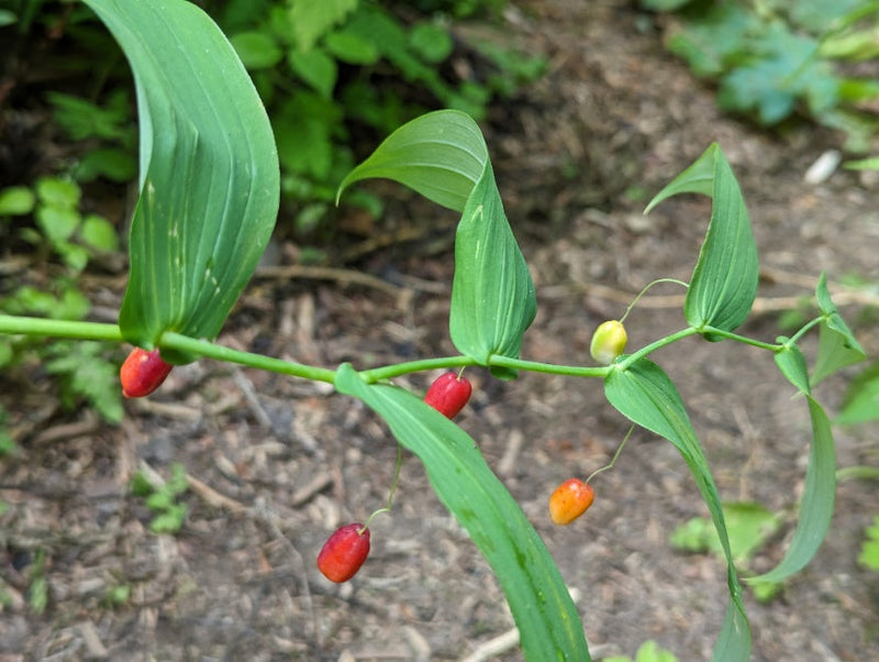 Watermelon Berry Streptopus amplexifolius Fruit Seeds for Planting – Heirloom Non-GMO Garden Seeds