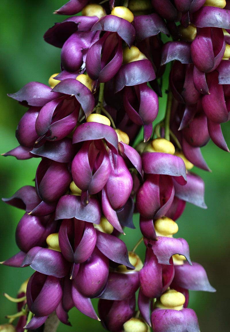 Purple Strongylodon flower seeds