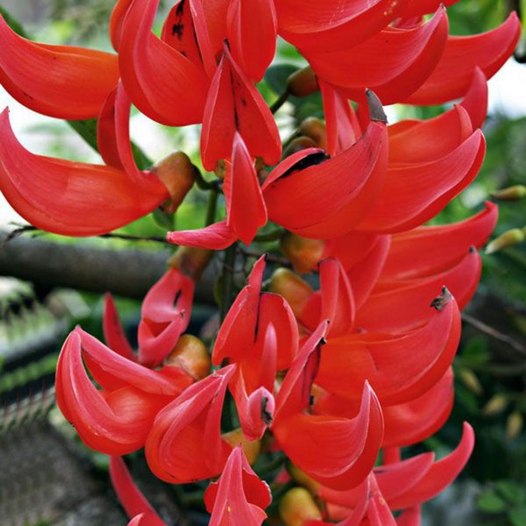 Red Strongylodon flower seeds