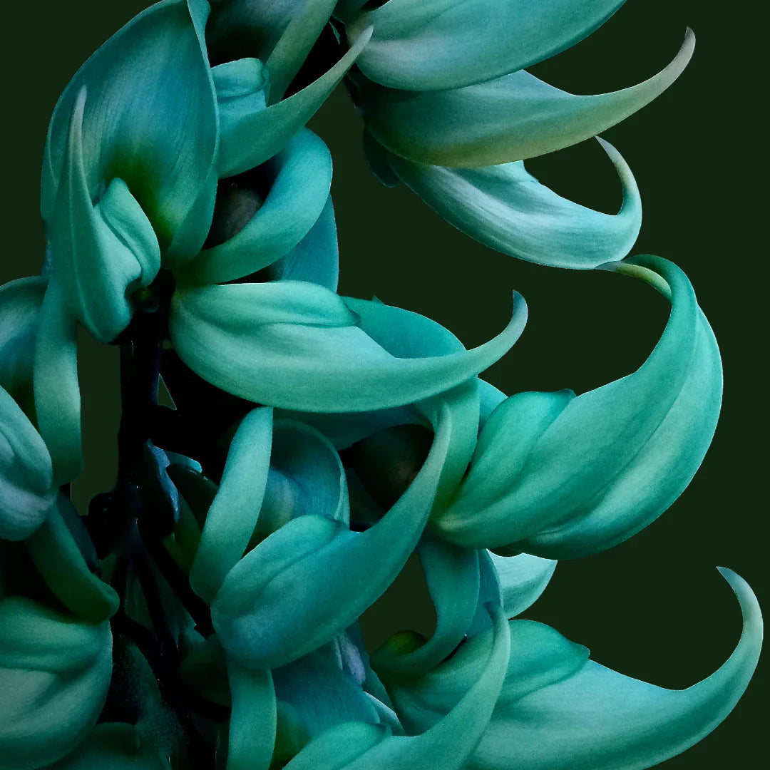 Sky Blue flower seeds