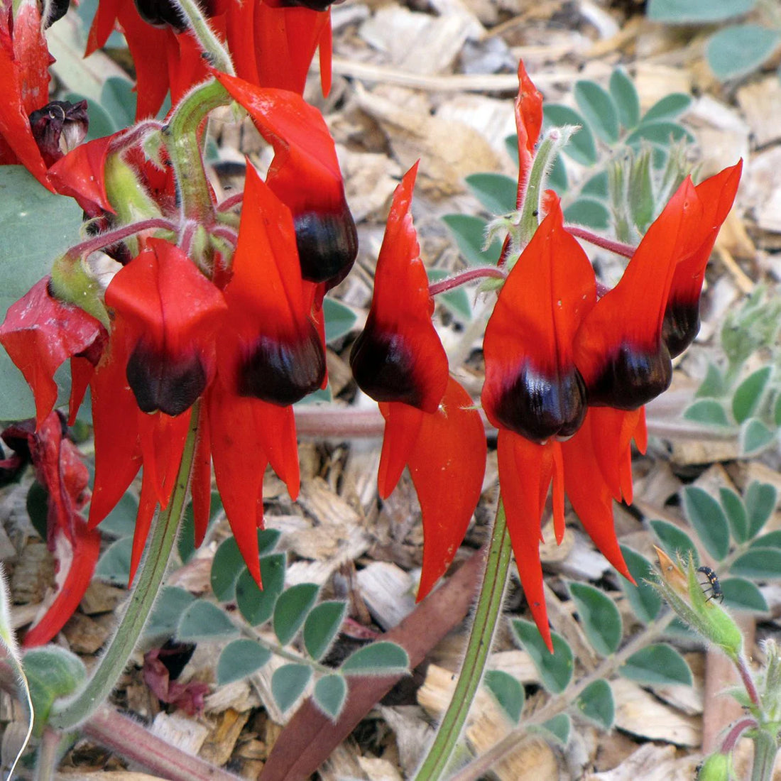 Sturt'S flower seeds