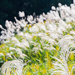Silver Grass plant