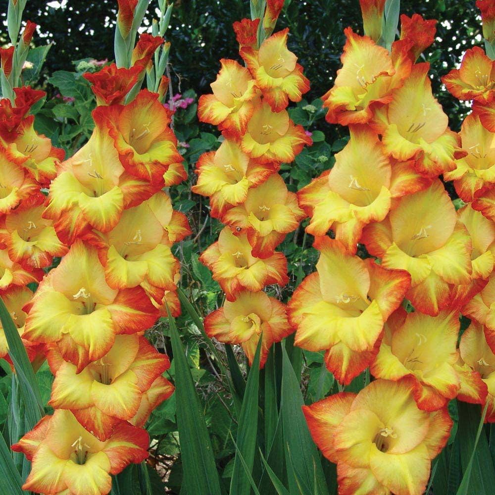 Yellow Orange flower seeds