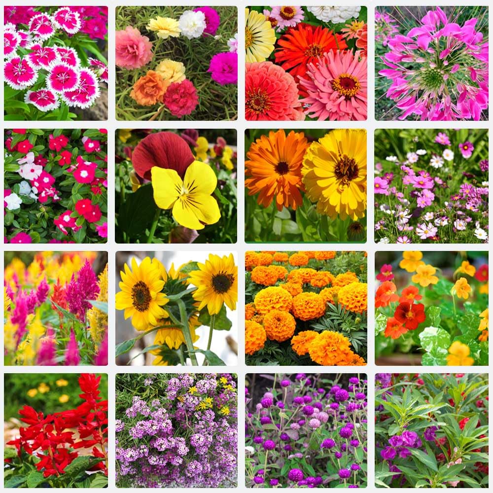 Summer flower seeds