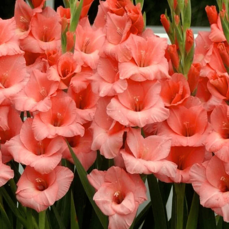 Summer Gladiolus flower seeds