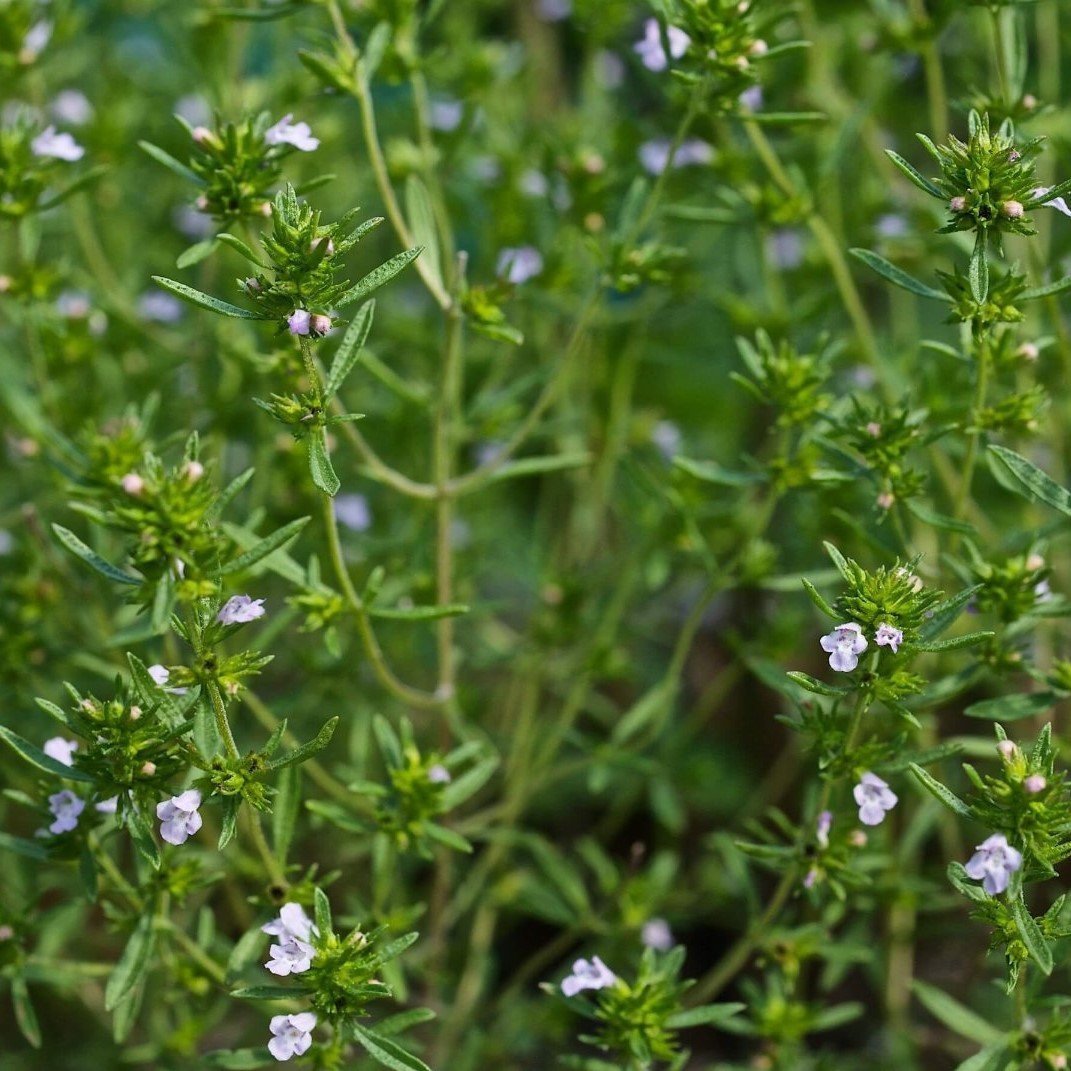 Satureia Hortensis Growing in Kitchen Herb Garden