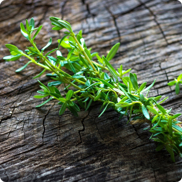 Summer Savory Herb Seeds for Planting – Heirloom Non-GMO Garden Seeds