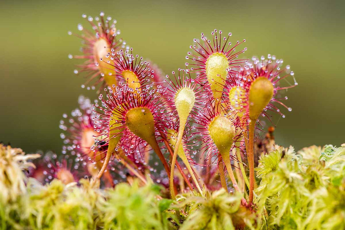 Sundew Carnivorous Plant Seeds for Planting