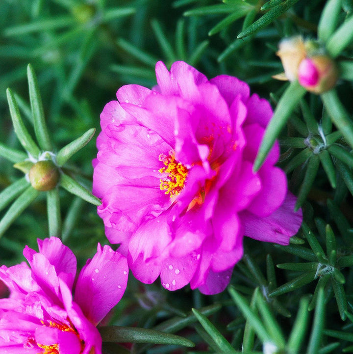 Pink Moss flower seeds