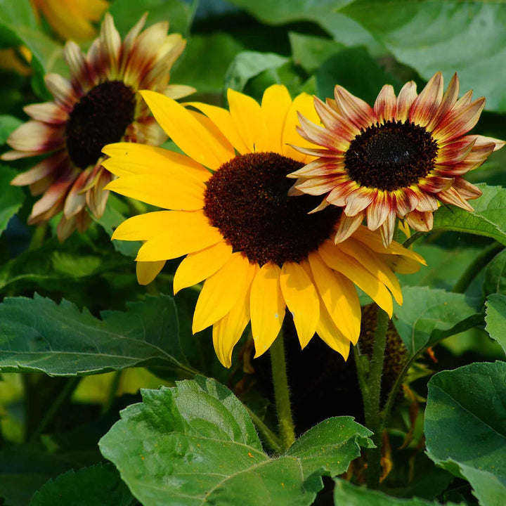 Sunflower Microgreens flower seeds