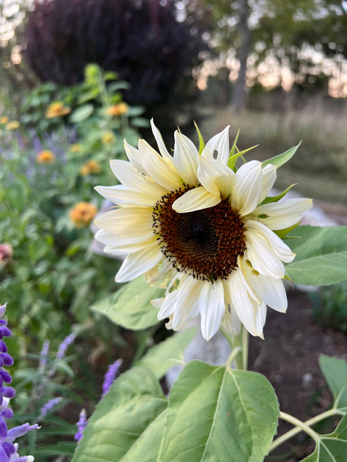 White Sunflower flowers growing in a sunny home garden
