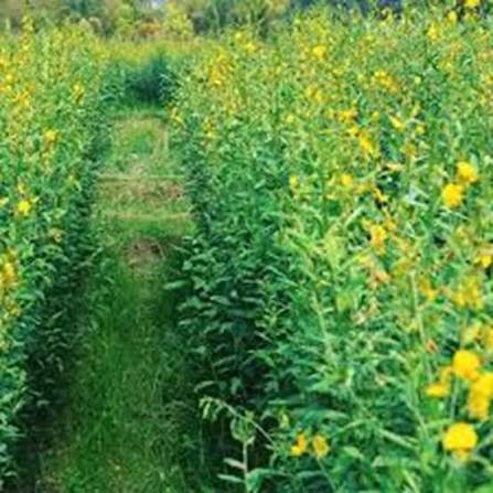 Sunn Hemp Growing as a Green Manure Cover Crop
