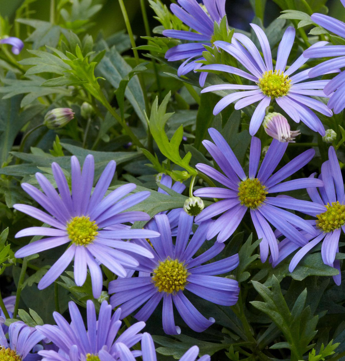 Blue Brachycome flower seeds