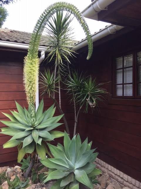 Swan’s Neck Agave (Agave attenuata) with a graceful rosette of broad green leaves and a distinctive curved flower stalk in an ornamental succulent garden.