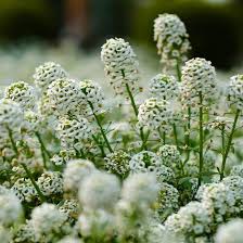Sweet Alyssum Flowers Growing Along Garden Border