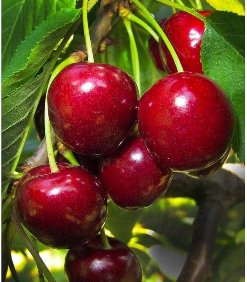 Cherry Fruit Seeds for Planting – Heirloom Non-GMO Garden Seeds