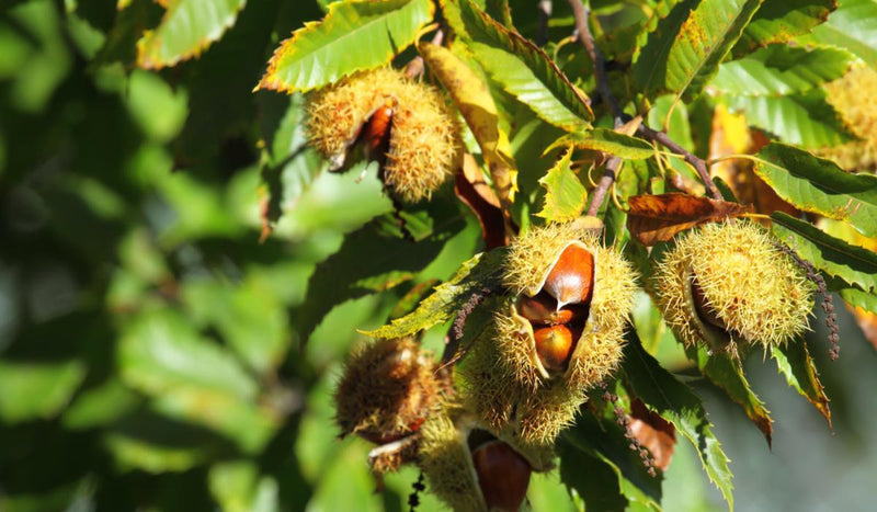 Sweet European Chestnut Tree Seeds for Planting – Heirloom Non-GMO Garden Seeds