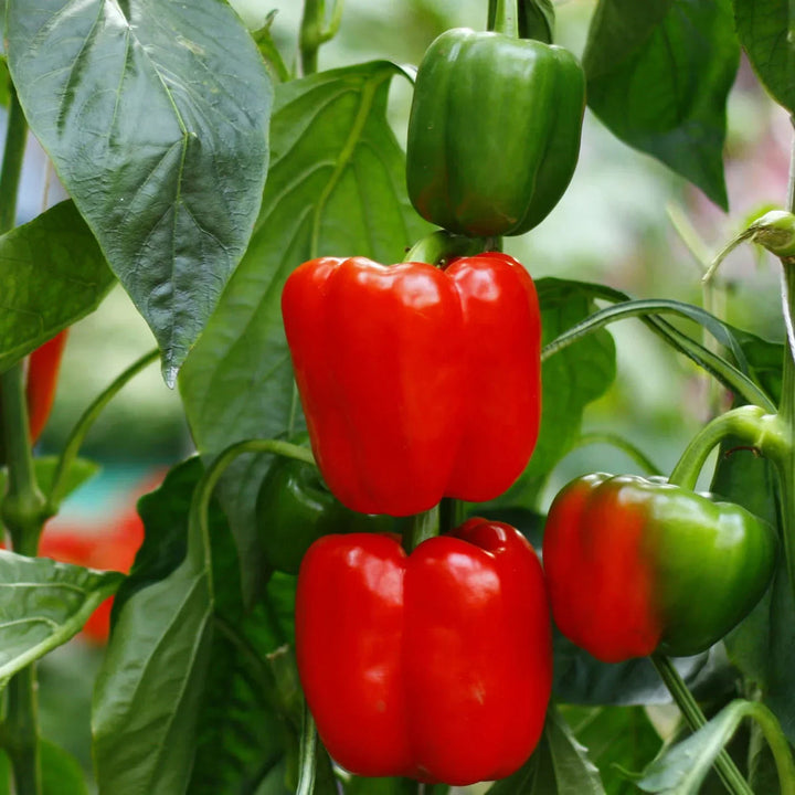 Sweet Crunch Bell Pepper Seeds