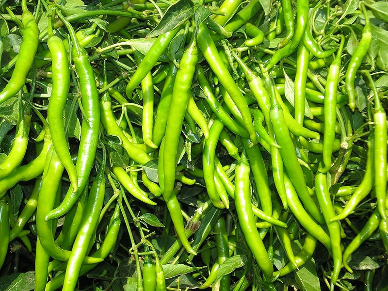 Green Pepper Seeds for Planting – Heirloom Non-GMO Garden Seeds