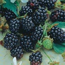 berry fruit seeds