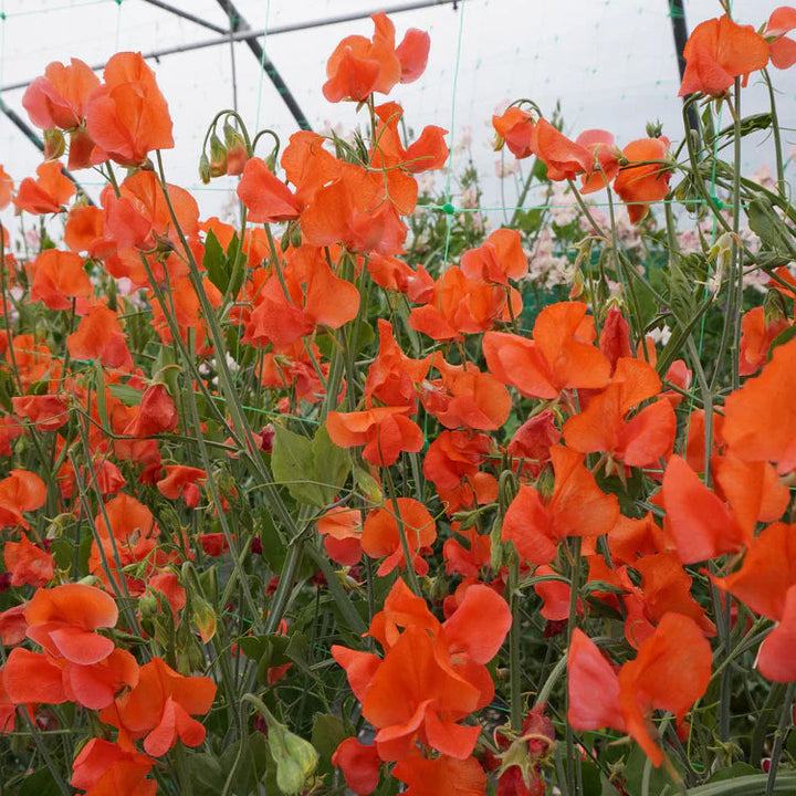 Orange Sweet flower seeds