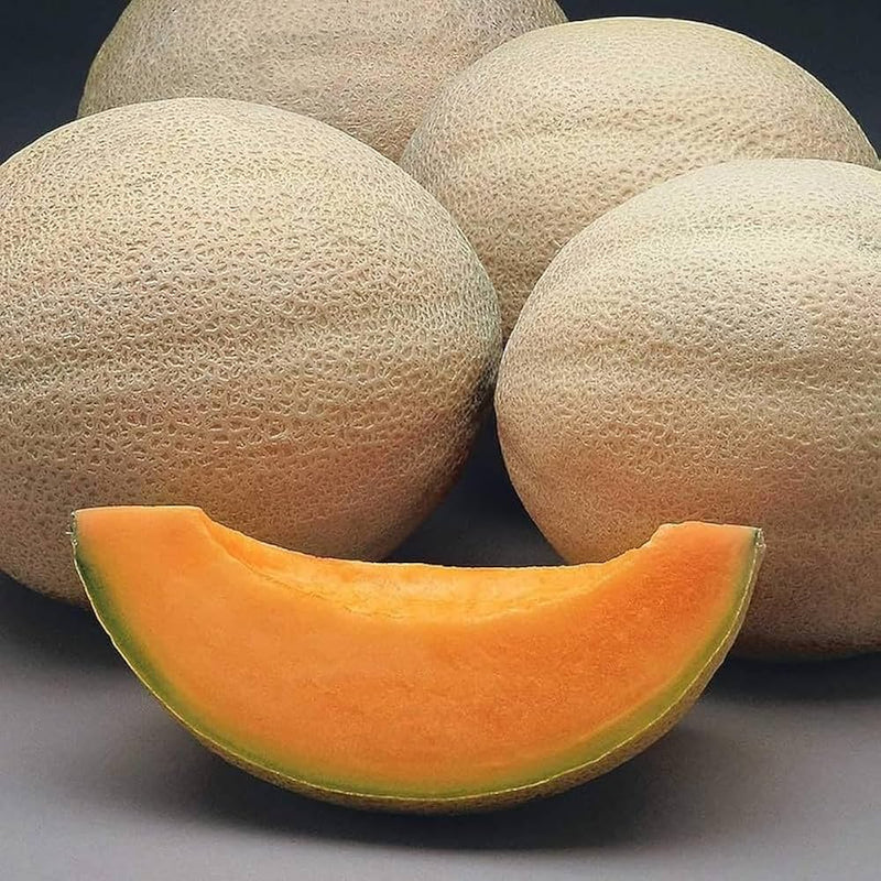 Rannya Melon Seeds for Planting – Premium Garden Melon Seeds