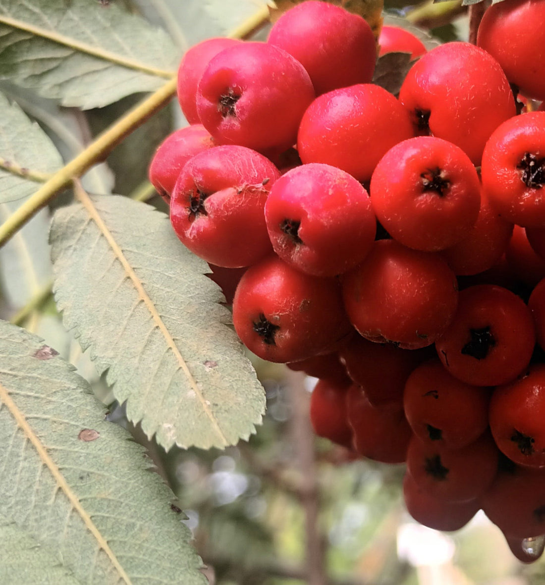 sweet sorbus seeds