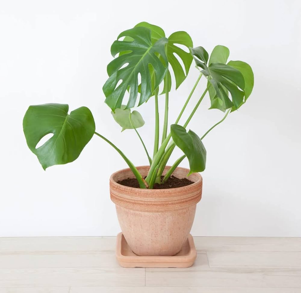 Swiss Cheese Plant Seeds for Planting – Monstera deliciosa tropical foliage